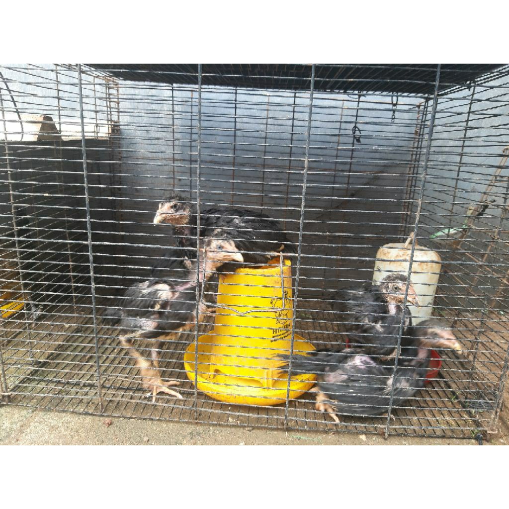 anak ayam bangkok birma