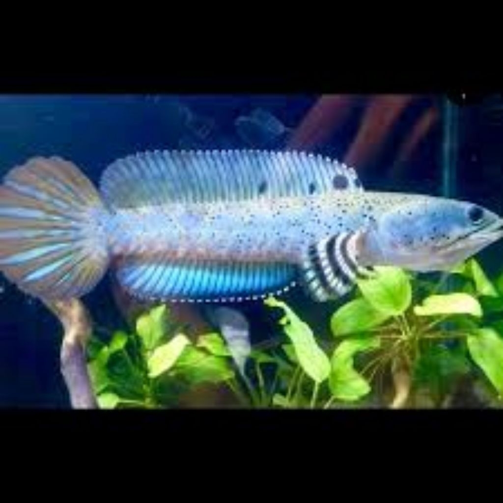 Dekorasi Chanhaa Blue Pulchra Size ±8CM