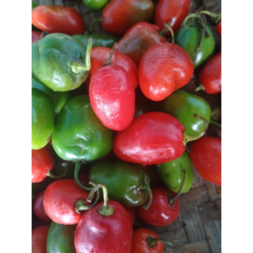 

Cabe Gendot HARGA TURUN!! Asli Dari Petani Dieng 1kg