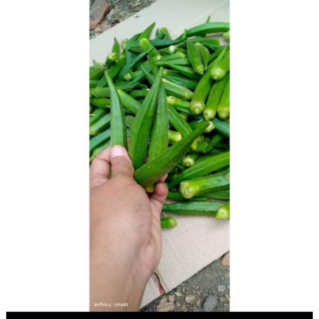 

sayur okra fres,segar 2kg