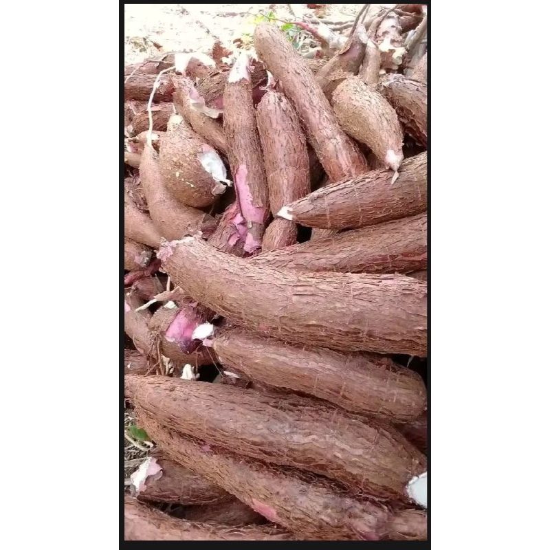 

singkong amai