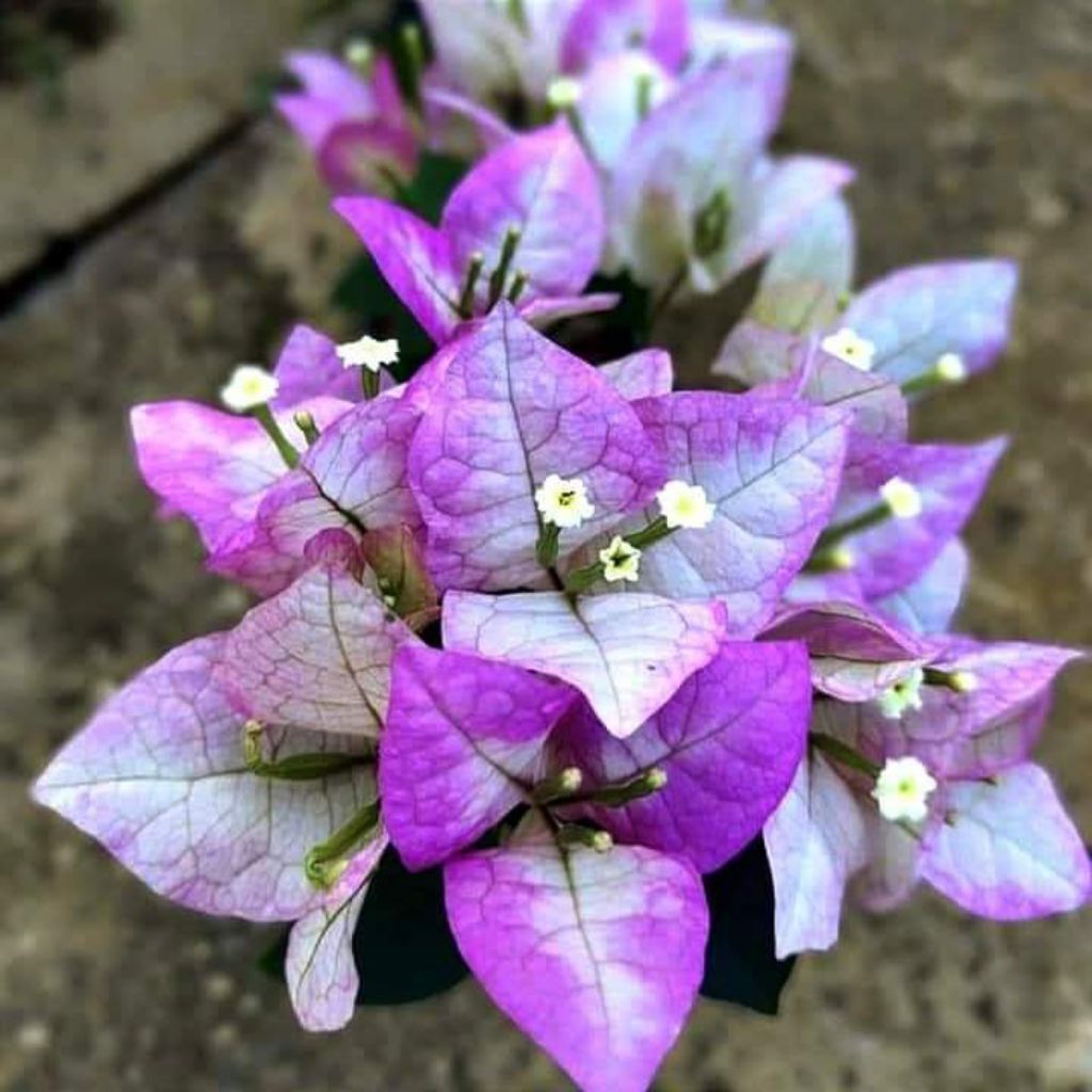 Stek batang Bougenville Import Marry Gold