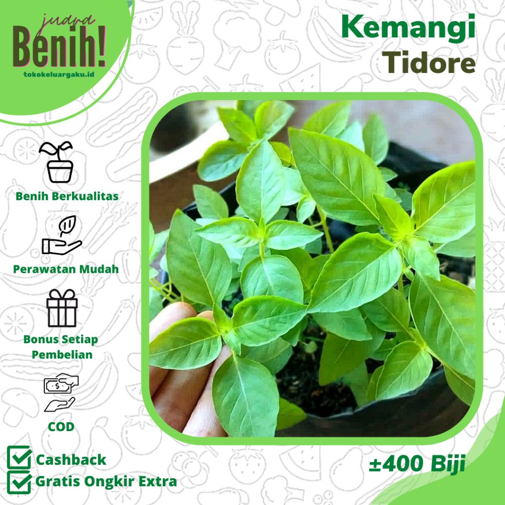 400 Biji - BENIH KEMANGI LOKAL SUPER - BIBIT SAYURAN LALAPAN DAUN - KOMANGI Bibit Lalapan BASIL LEMO