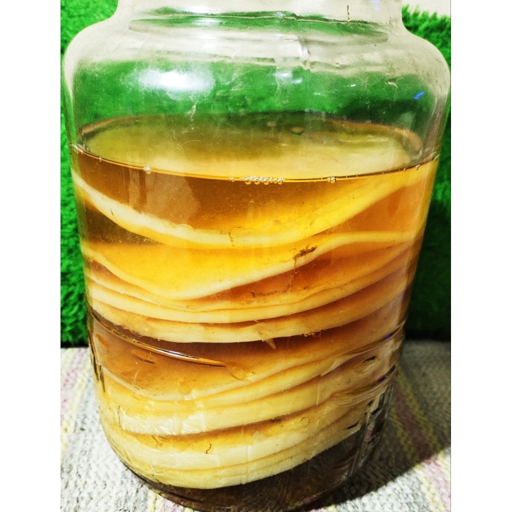

kombucha scooby aktif ( cepat beranak ) 15 cm tebal beli 2 free 1 scooby random