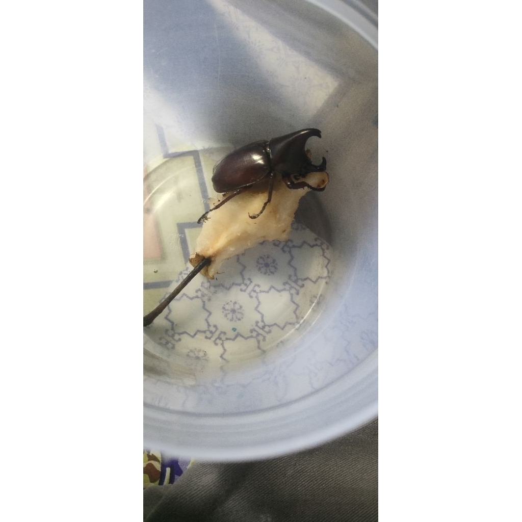 kumbang tanduk dewasa