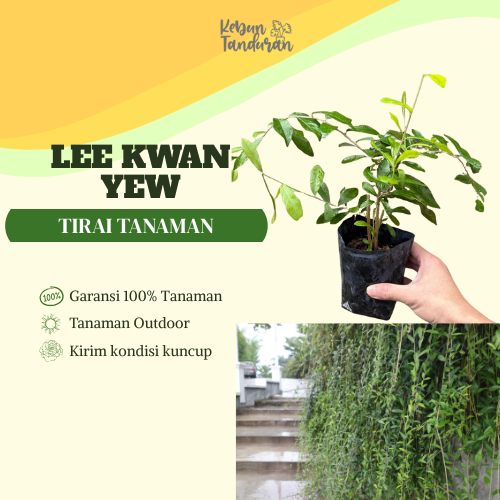 Bibit Tanaman Lee Kwan Yew Hidup | Vernonia Elliptica Rambat Penutup Dinding Vertical Garden
