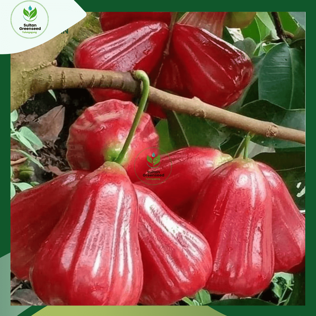 BIBIT JAMBU CITRA UNGGUL/ JAMBU AIR CITRA MERAH