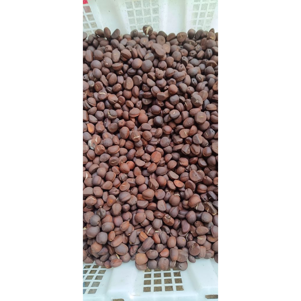 

Biji Salak Kering 1 Kg