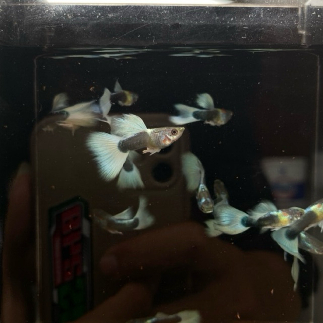 guppy ,hb white sati pasang