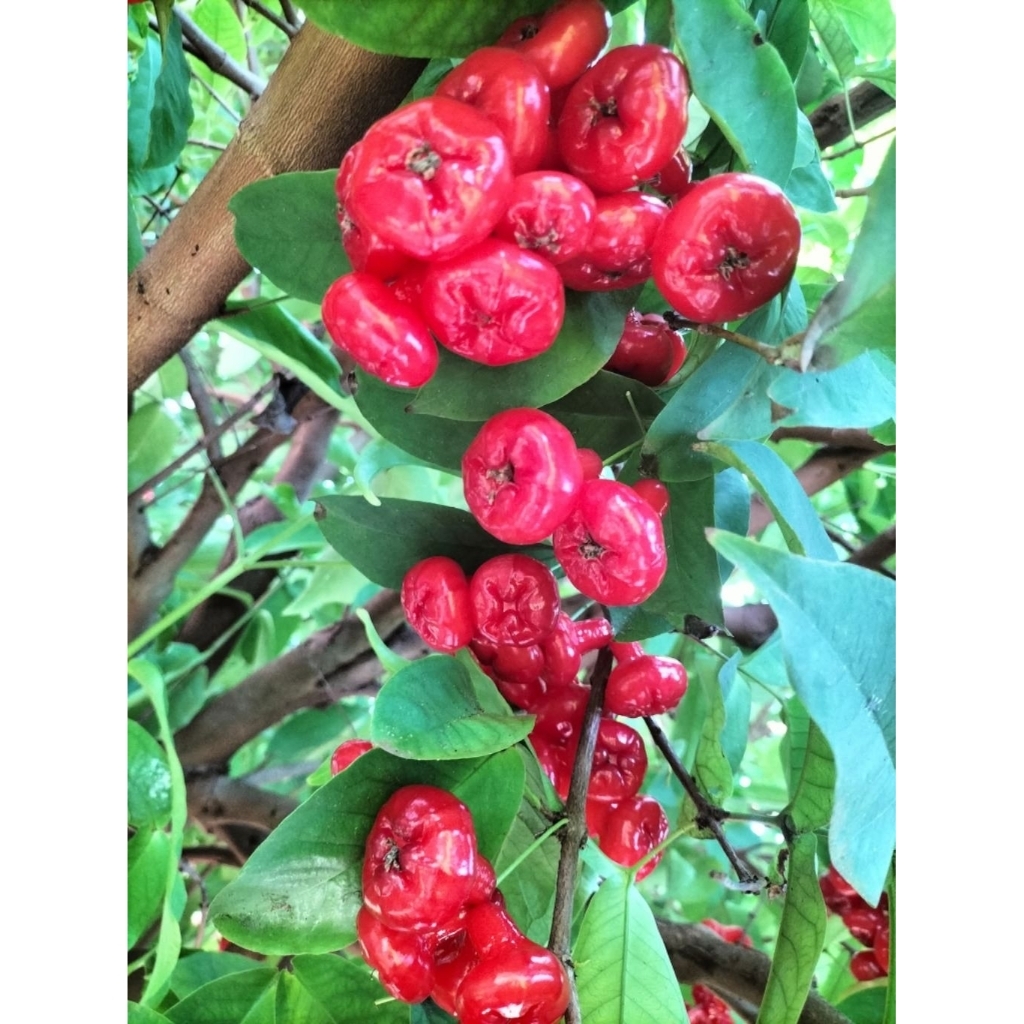 

Jambu wer kancing merah Segar 1kg