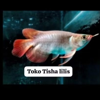 sr short body itl sb semo short body arowana spesial