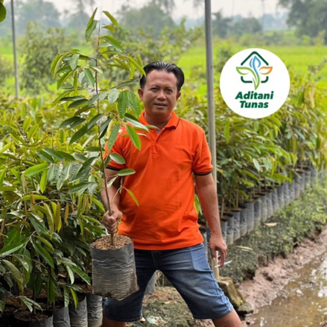

bibit durian all varian duri hitam,musangking,bawor,cumasi okulasi super unggul