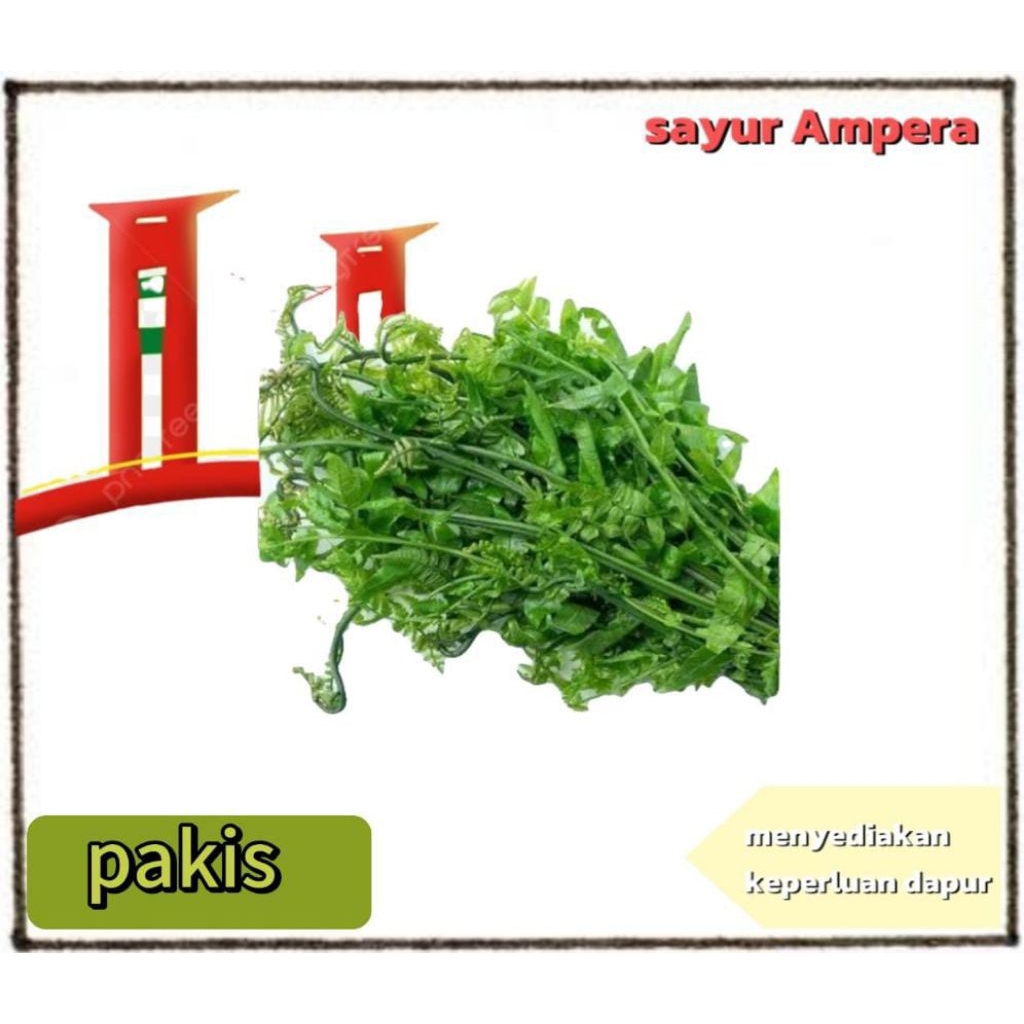 

sayur pakis
