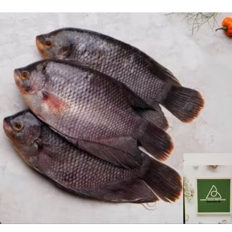 

Ikan Gurame Segar 1 kg