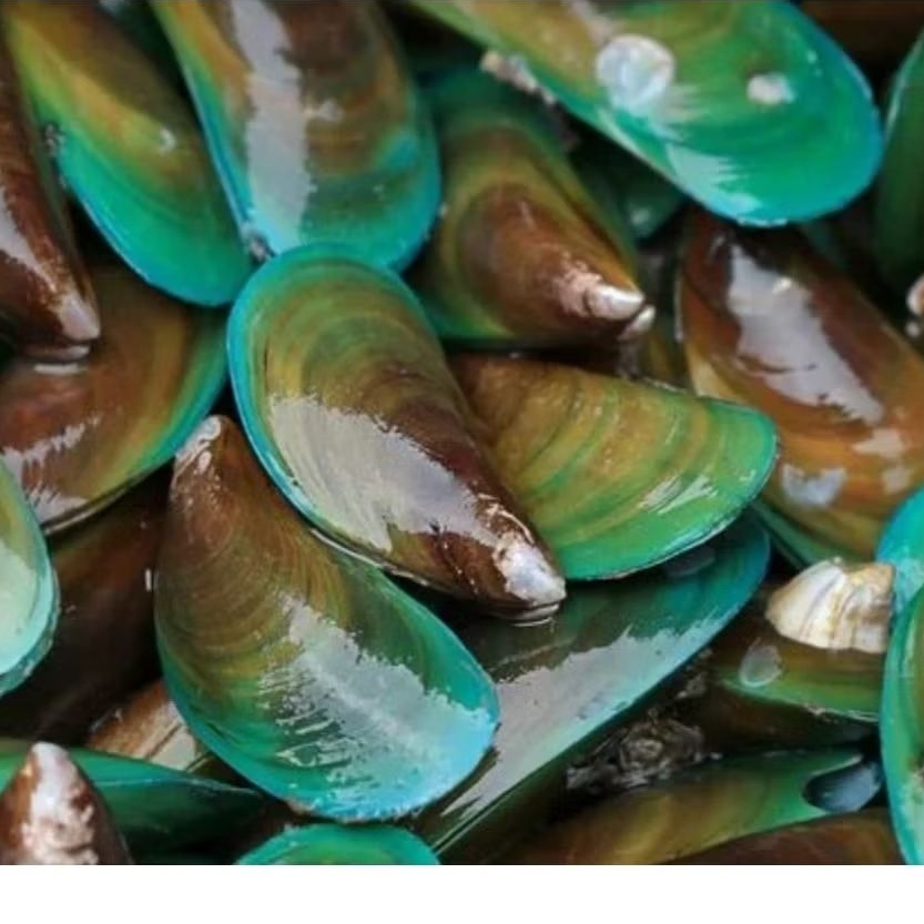 

Kerang Hijau Kerang Ijo Segar Seafood Hasil Laut Segar 1 kg