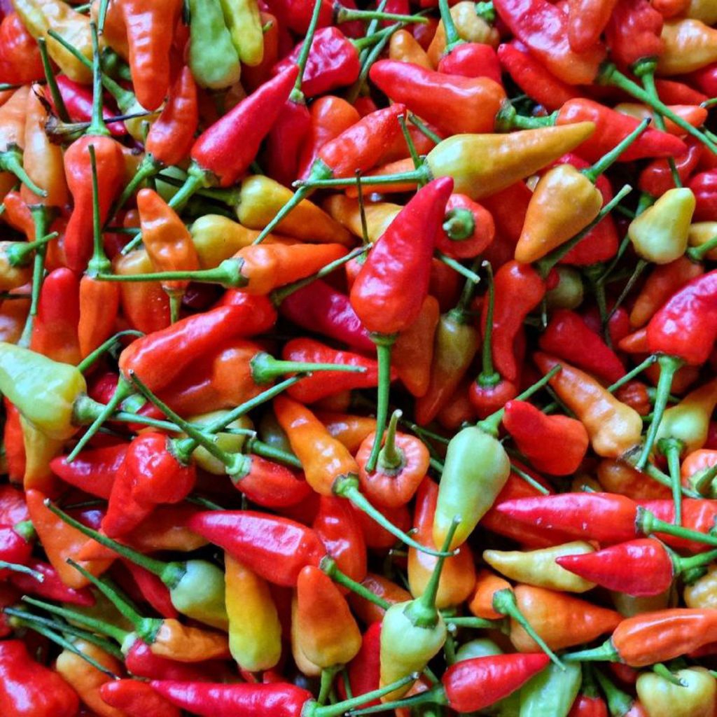 

cabai rawit super pedas 250gram selalu segar setiap hari