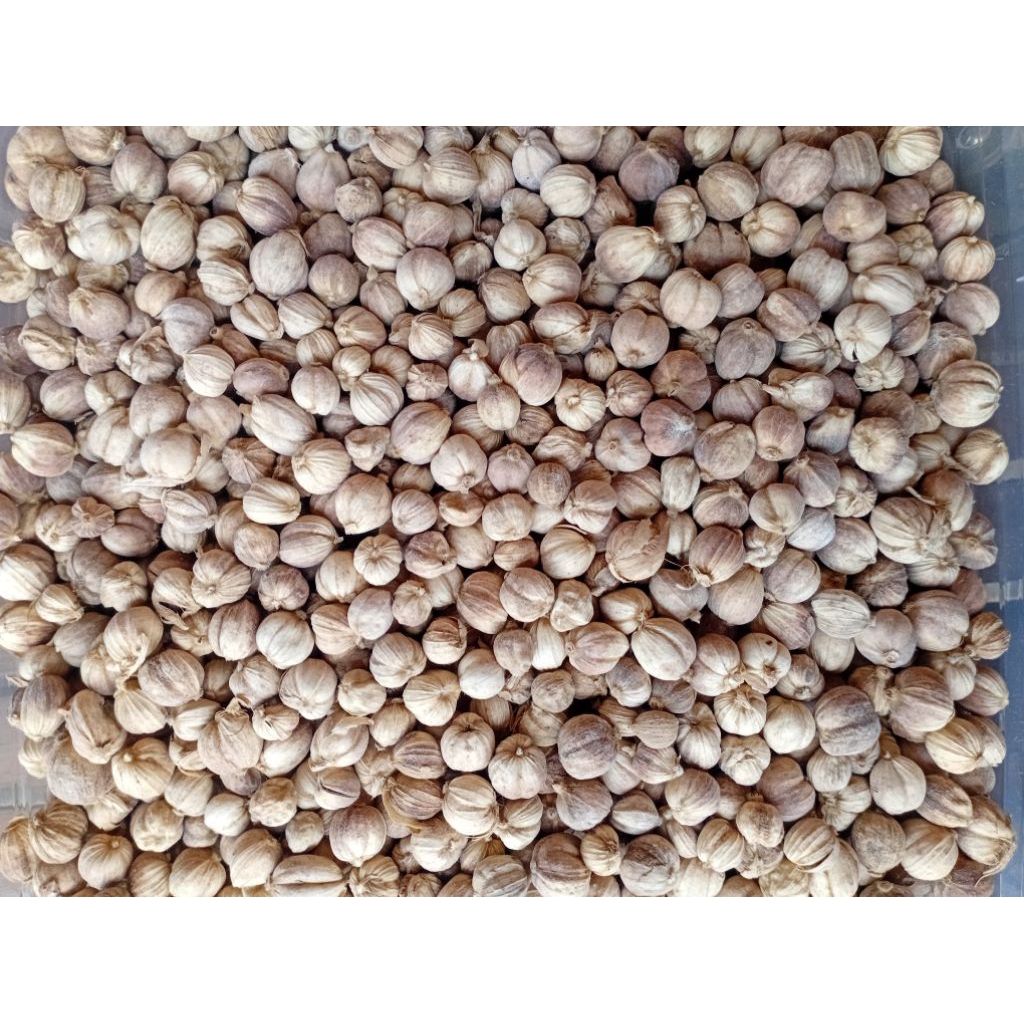 

Kapulaga | Kapulogo 1kg