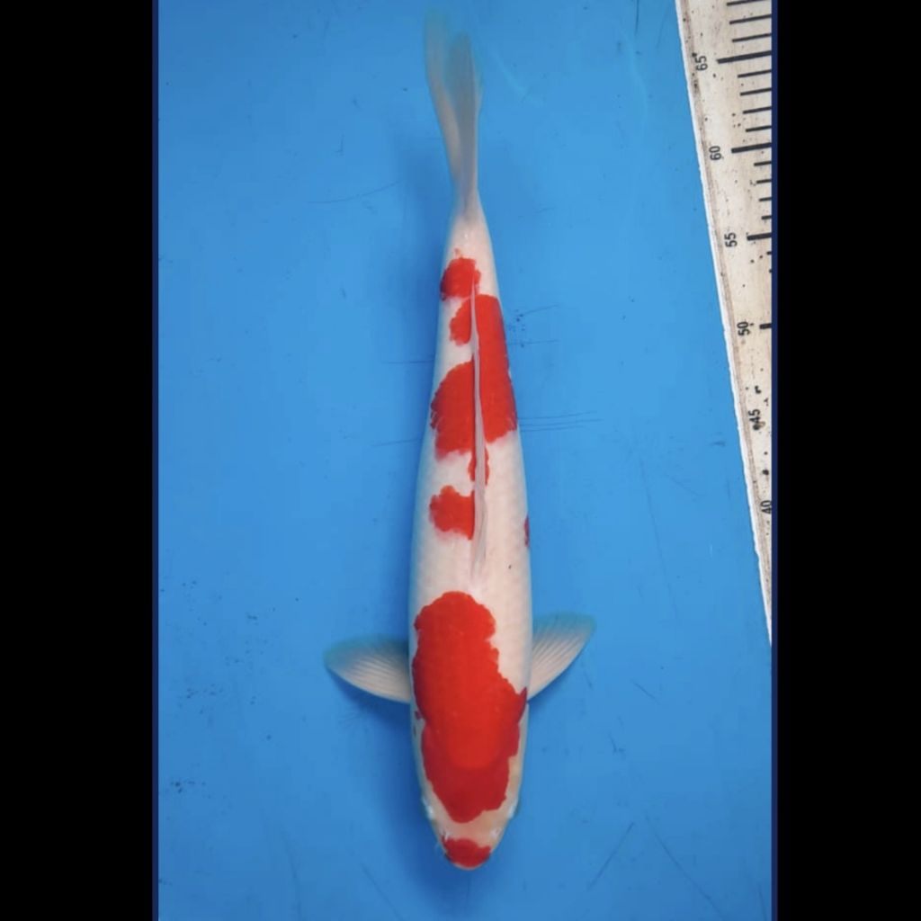 Ikan Koi Jumbo Jenis Kohaku Ukuran 44CM Pola Dan Warna Bagus