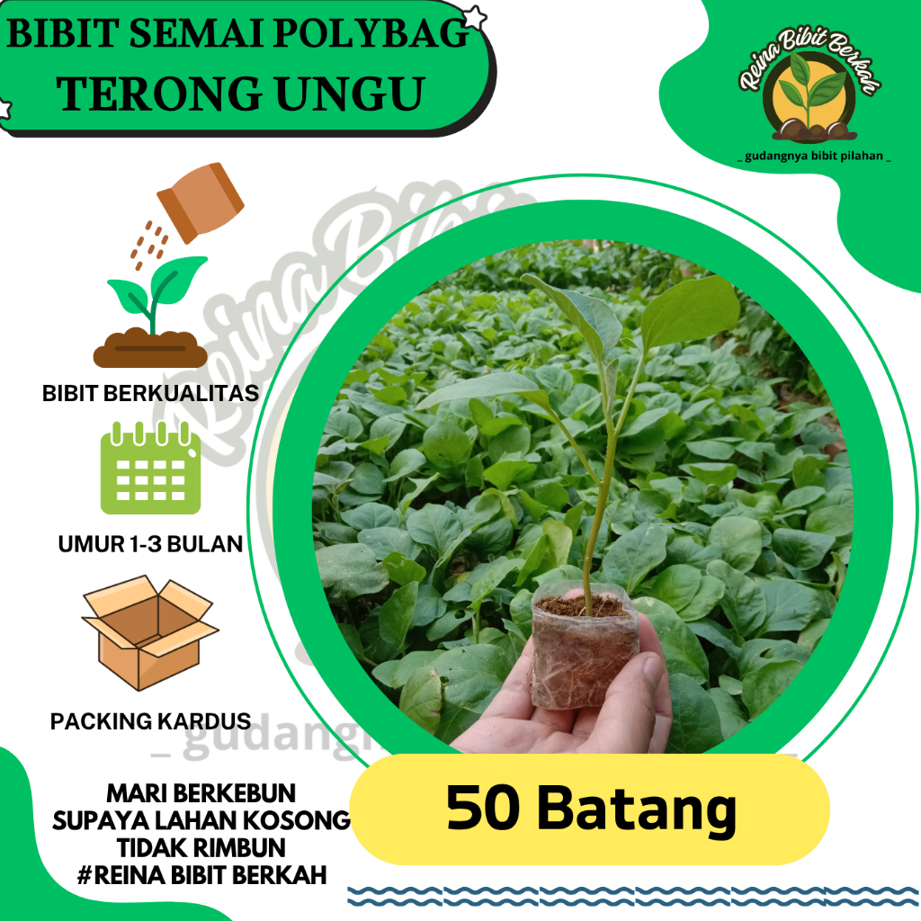 50 BIBIT TERONG UNGU SEMAI POLYBAG SIAP TANAM