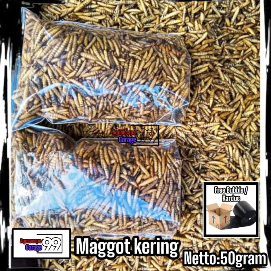 Manggot kering / maggot kering / pakan ikan /pakan ikan predator / koi / pakan ikan koi