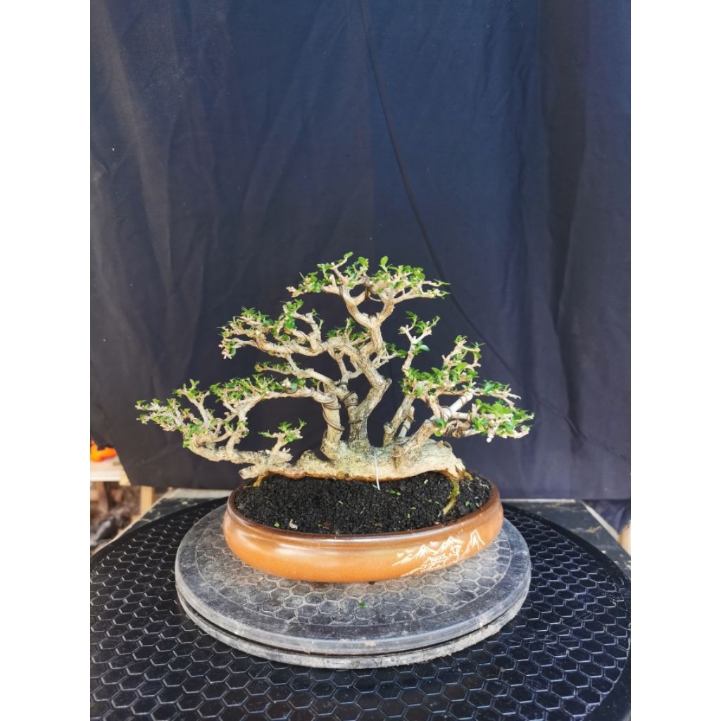 SANCANG MAME / BONSAI SANCANG RAFT
