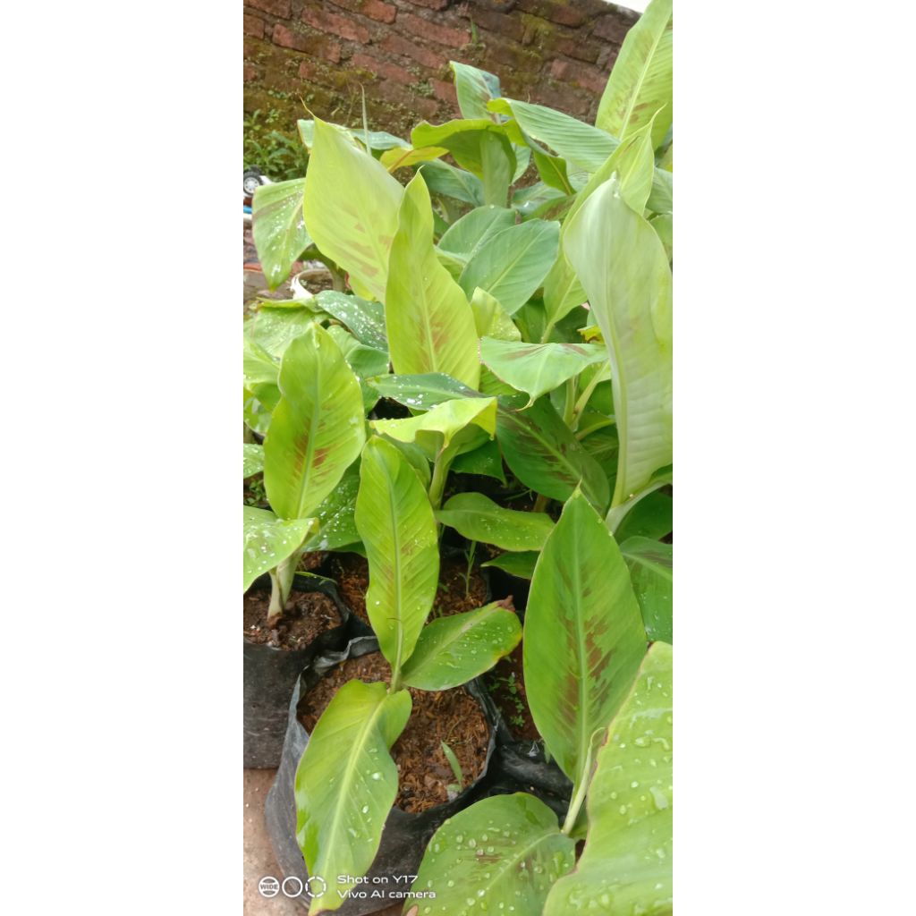 

Beli 5 gratis 1 Pisang Raja adalah jenis pisang dari kultur jarngan harga murah perawatan mudah cepat berbuah