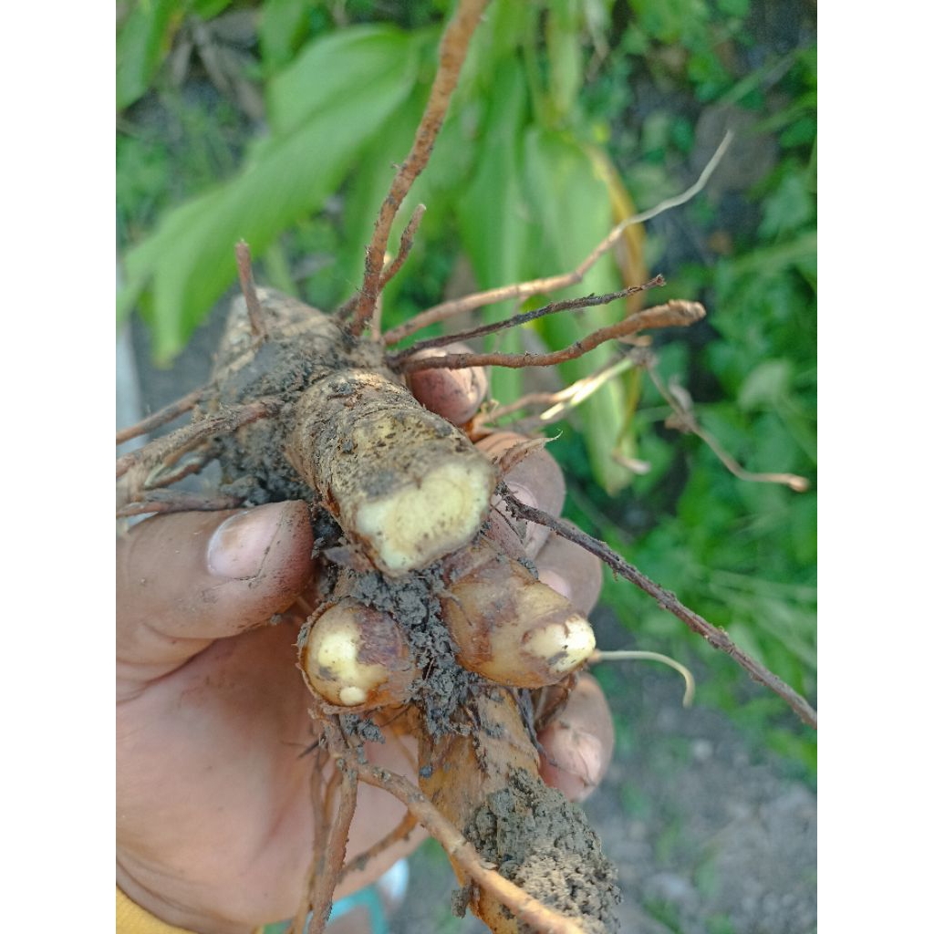 

kunyit hitam/temu ireng/ SEGAR berat 500 gr