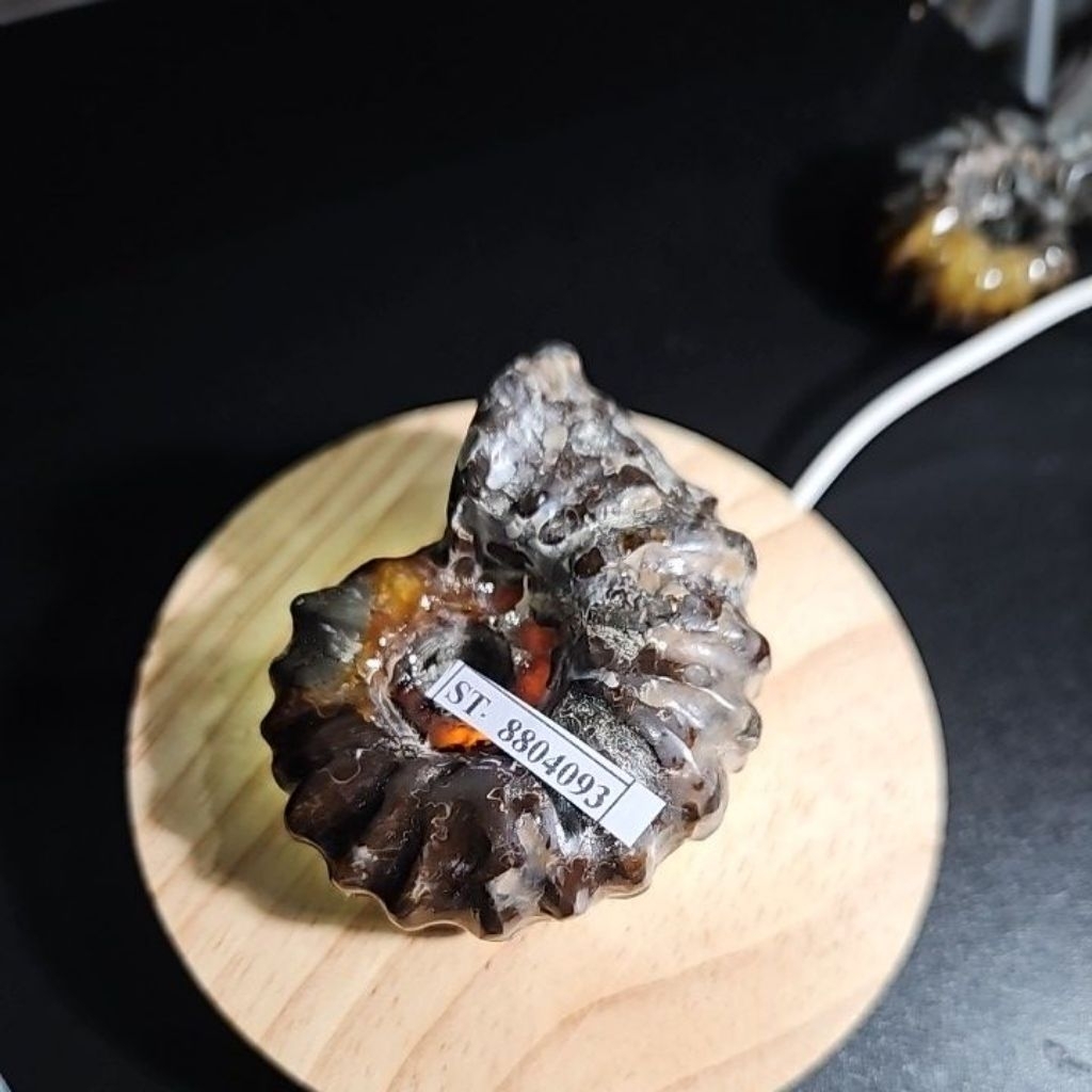 CRYSTAL AMMONITE  Madagascar Rough HQ BATU ASLI