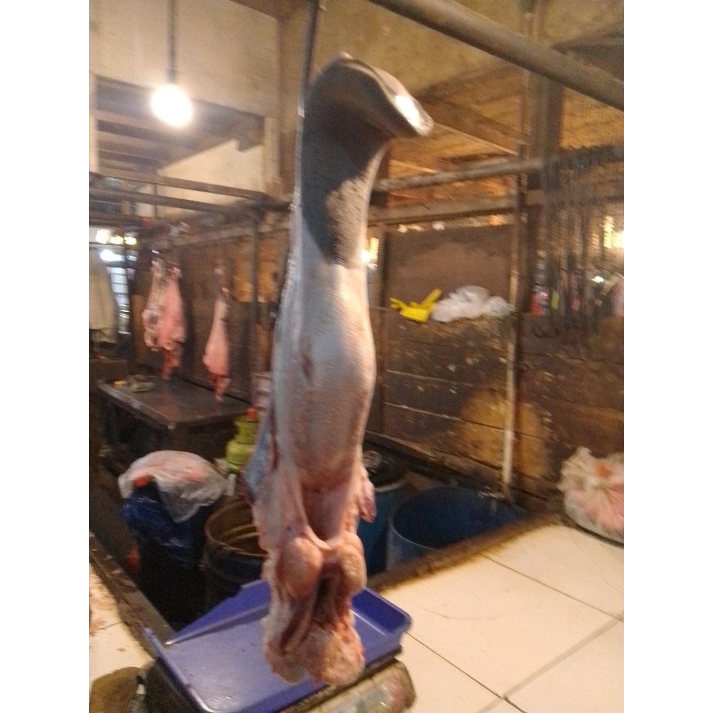 

lidah sapi