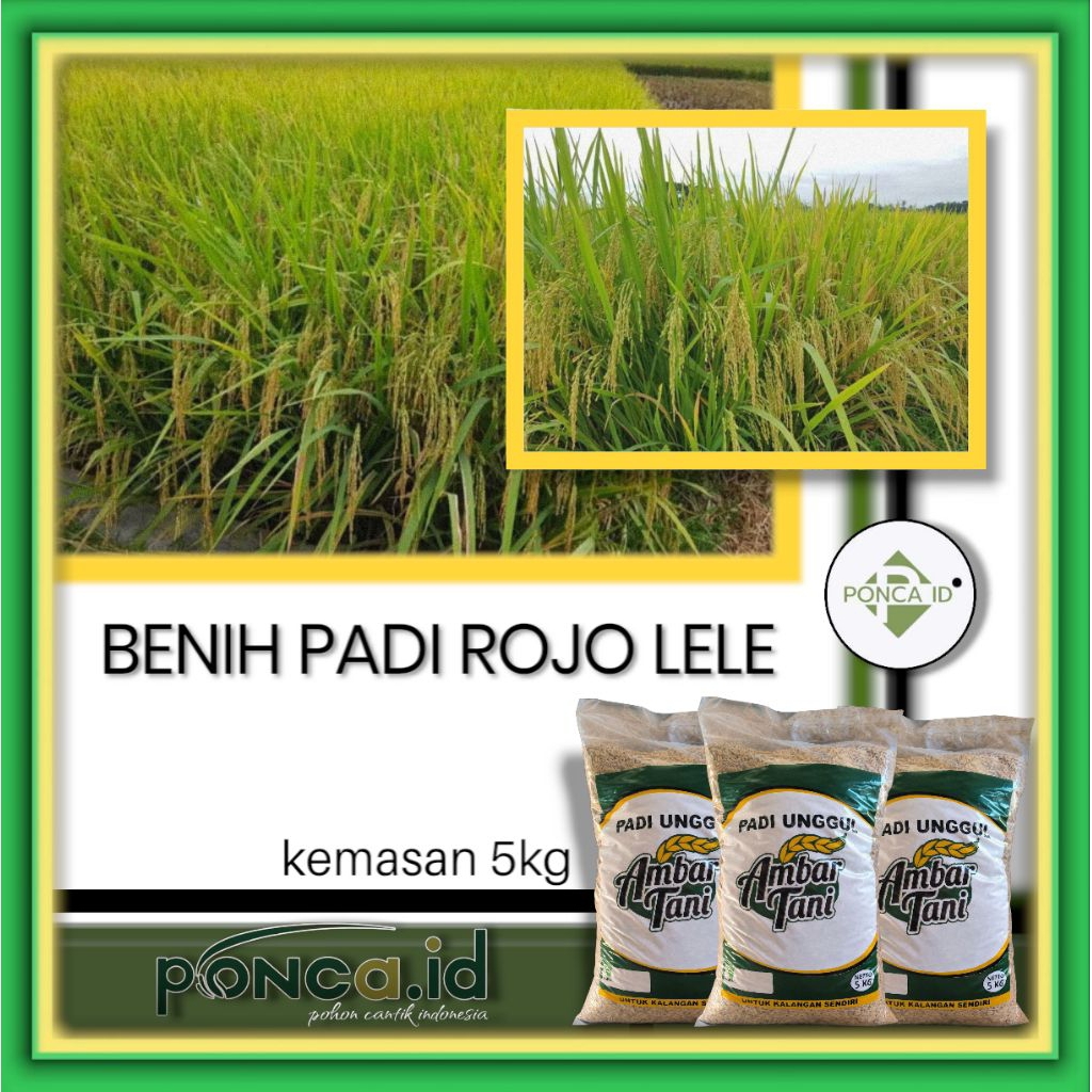 Bibit Padi Rojo Lele original kemasan 5kg