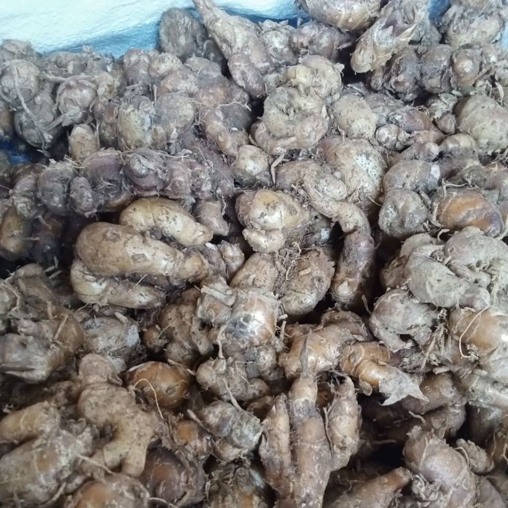 

Kencur segar 1kg