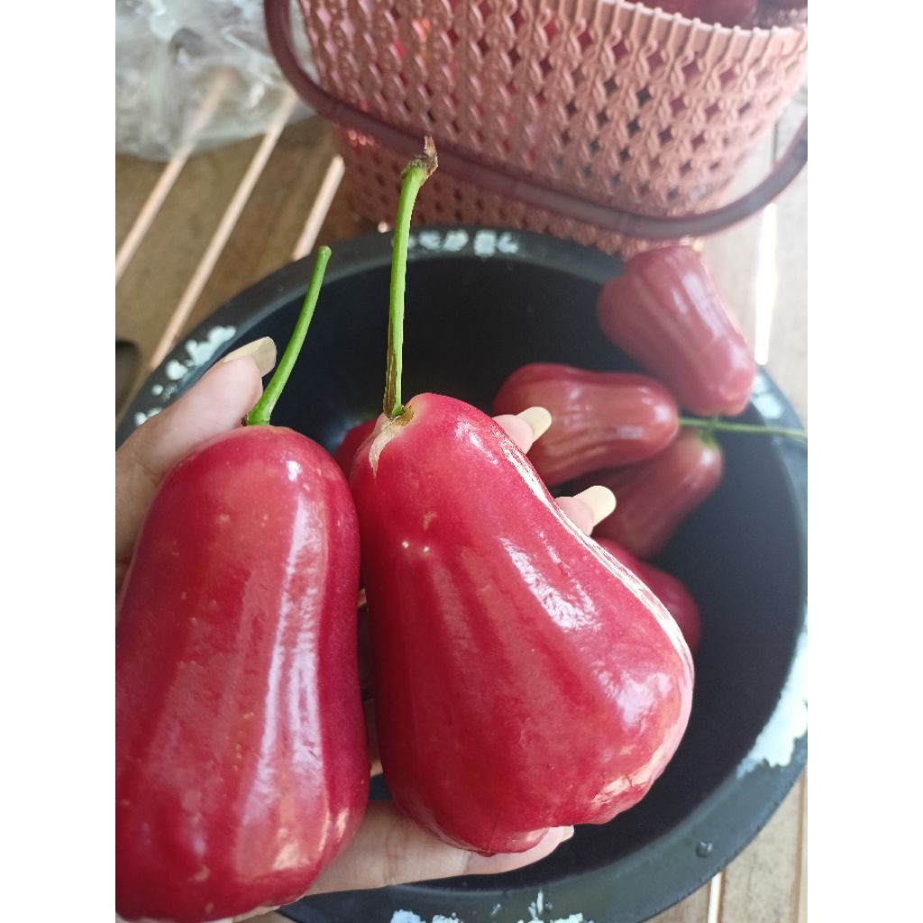 

JAMBU AIR CITRA FRESH MANIS 1KG