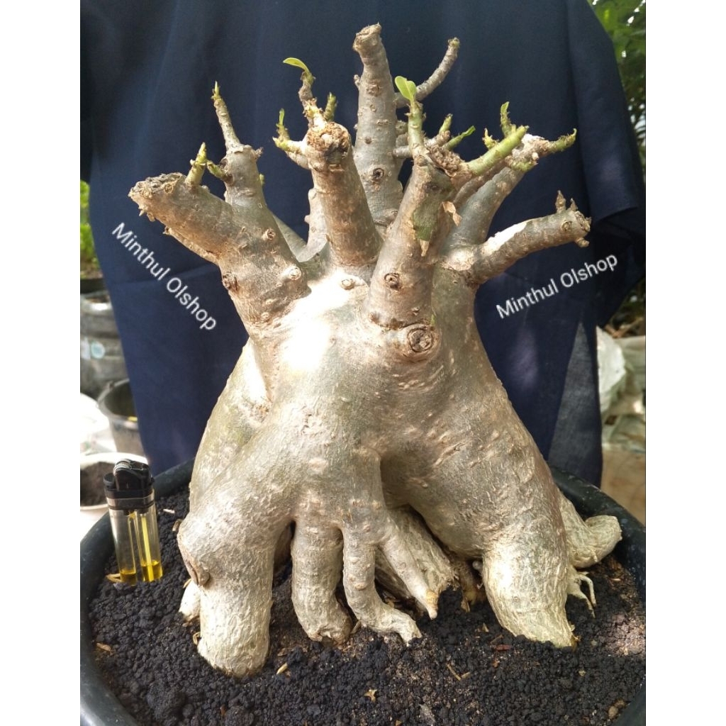 Adenium Arabicum karakter Godji ori size jumbo real pict