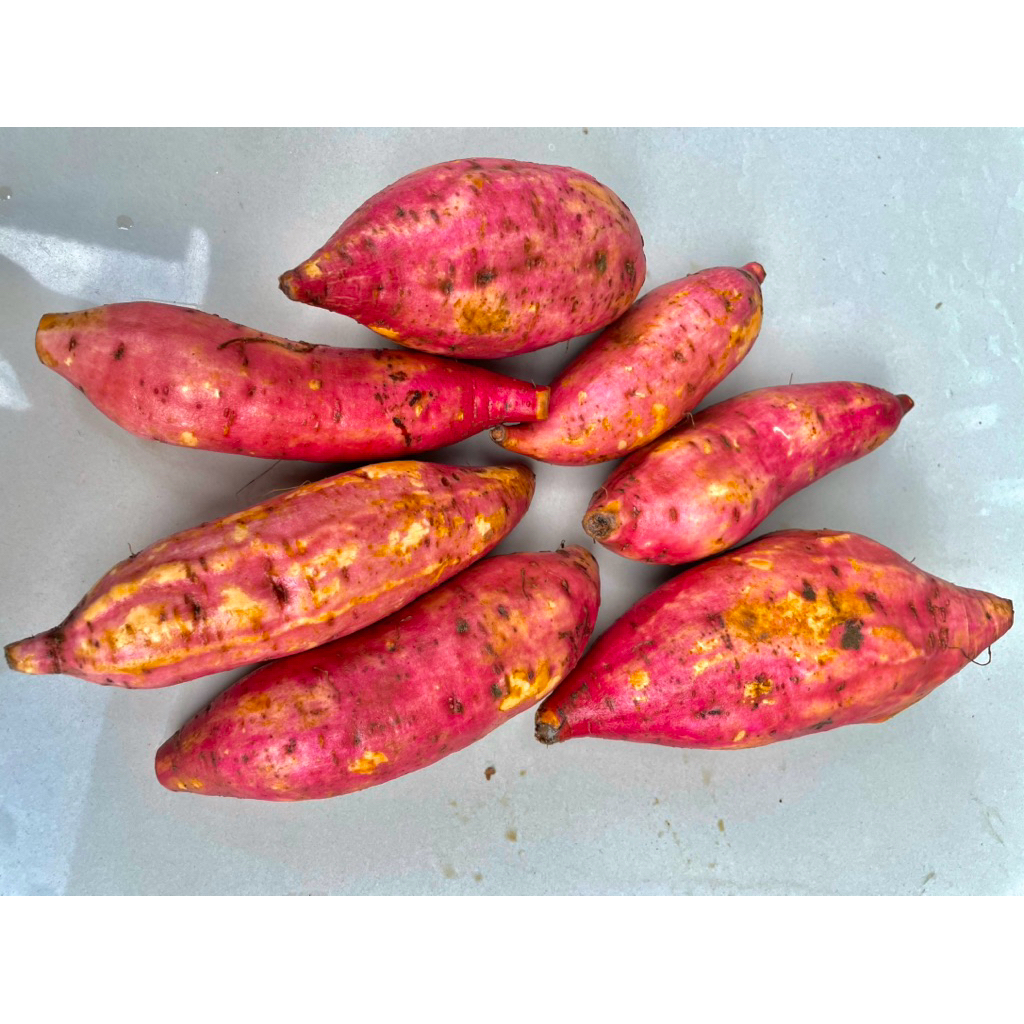 

1Kg Ubi Merah,Supper kualitas terbaik