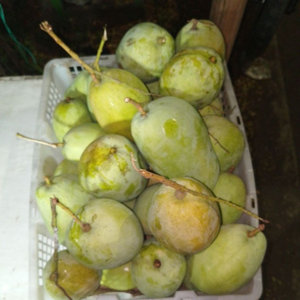 

MANGGA GAJAH OLEH OLEH KHAS INDRAMAYU