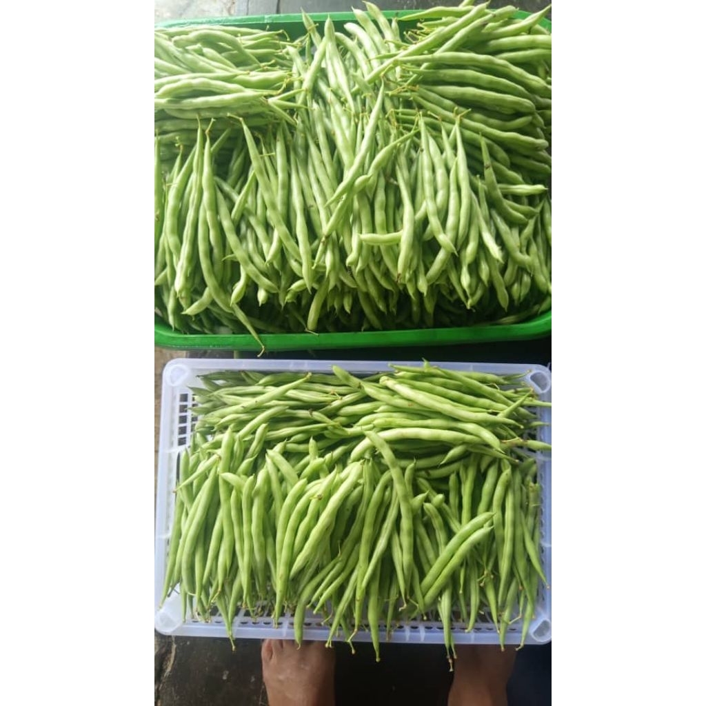 

SAYUR BUNCIS 1KG / BUNCIS 1KG / SAYUR HIJAU BERNUTRISI