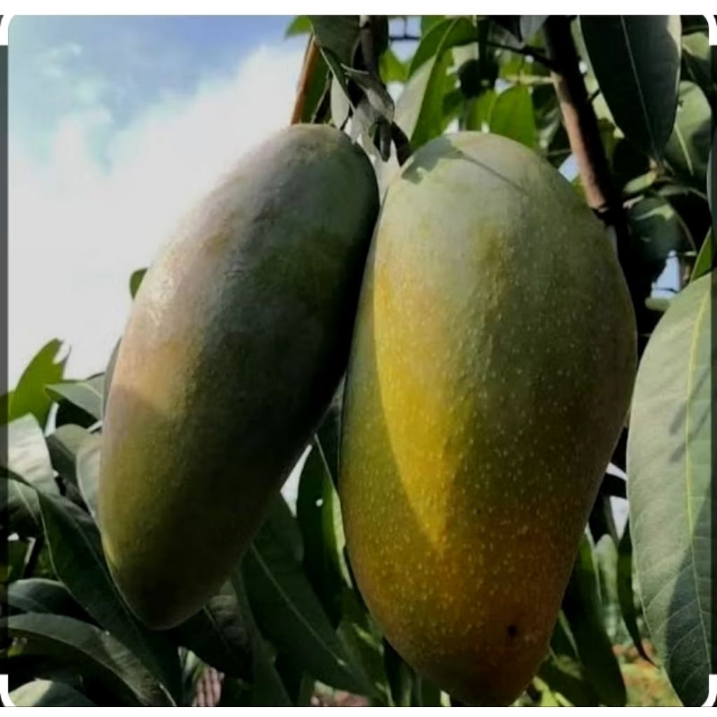 bibit buah mangga golek okulasi