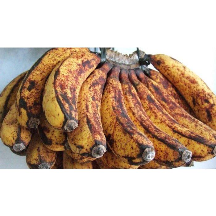 

Pisang Brambang 1tundun