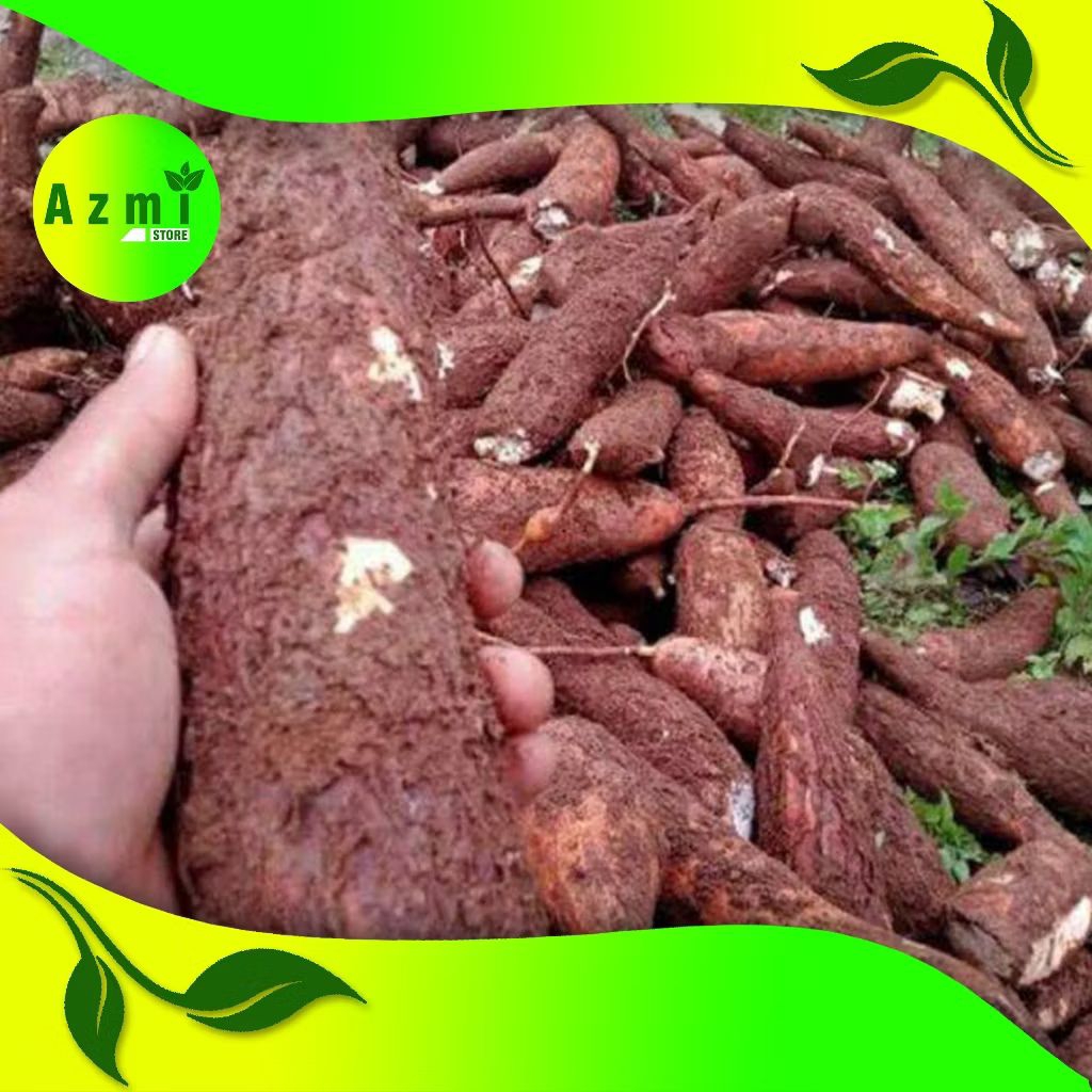 

PAKET CARGO 10 KG SINGKON FRESH