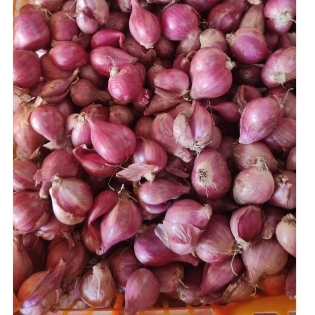 bawang merah nganjuk