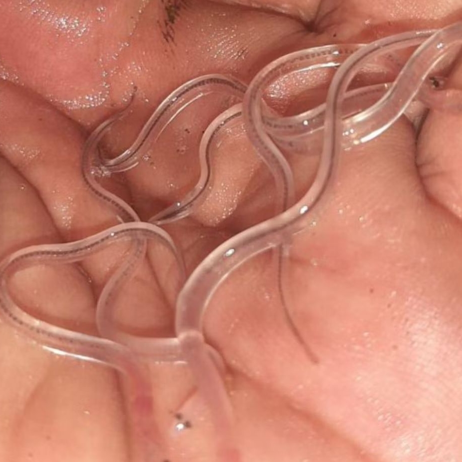 benih / bibit sidat glass eel berkualitas paket 1500 pcs