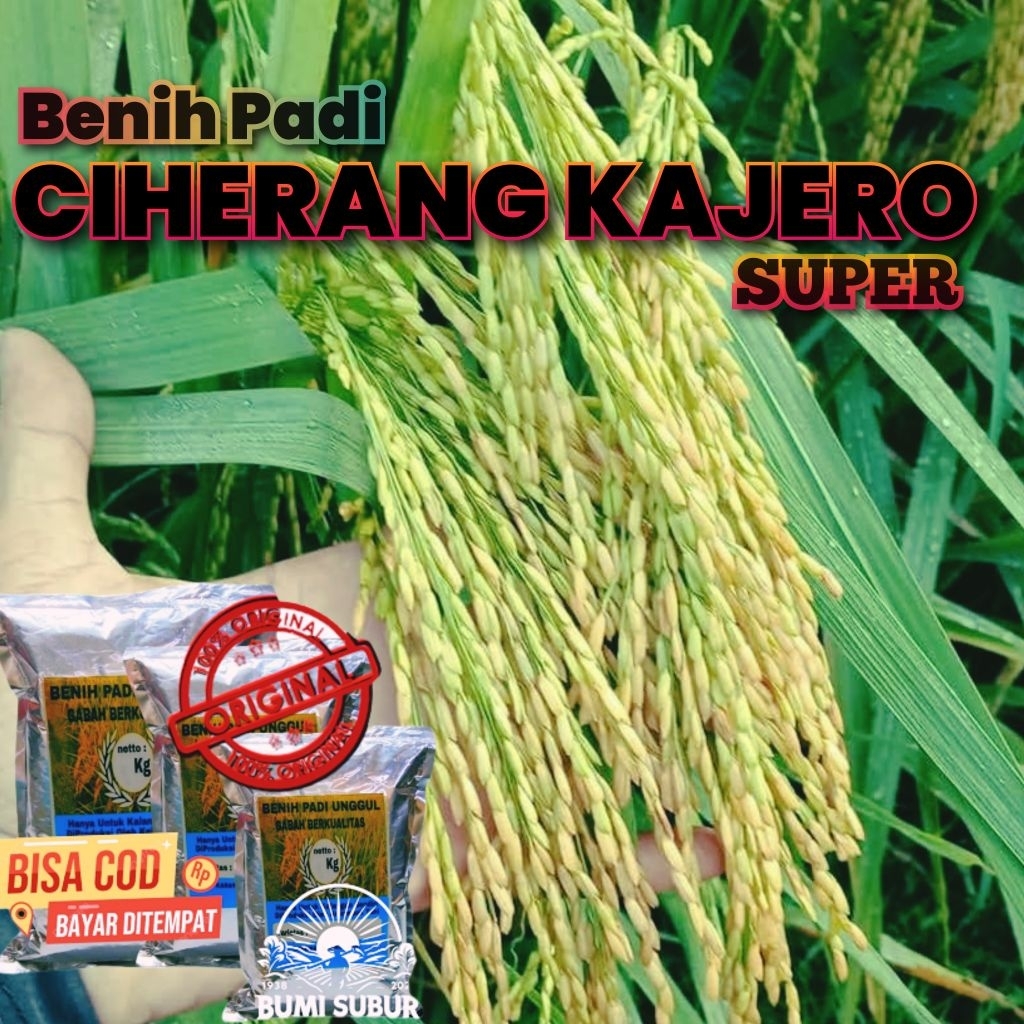 Benih Padi CIHERANG KAJERO Bibit padi super unggul berkualitas