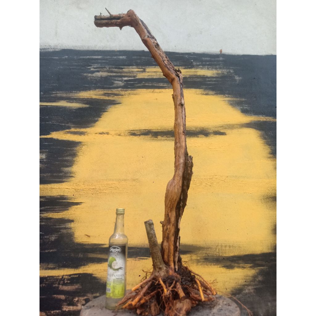 BAHAN BONSAI SISIR KALIAGE BUNJIN CUNGKRING