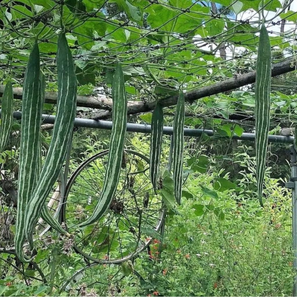 

3 Biji Benih Pare Belut