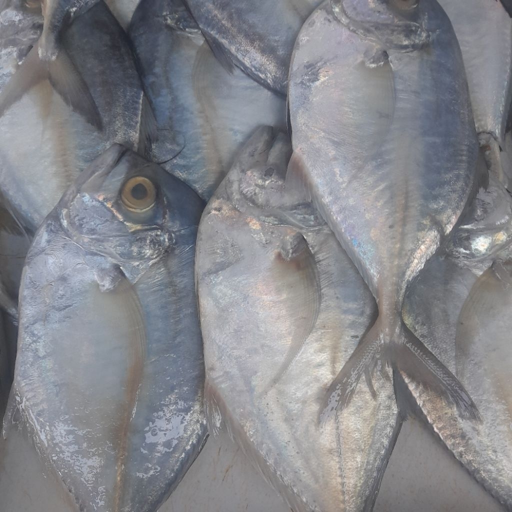 

ikan kue segar/500grm