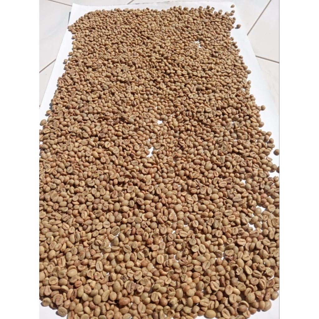 

green bean kopi Robusta Wonosalam