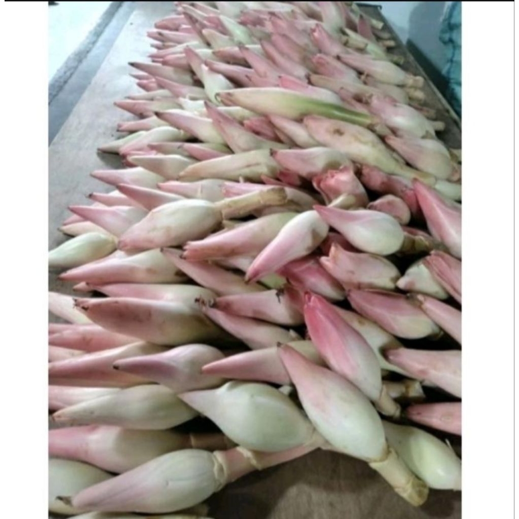 

bunga kuncup kecombrang segar per 1kg terlaris