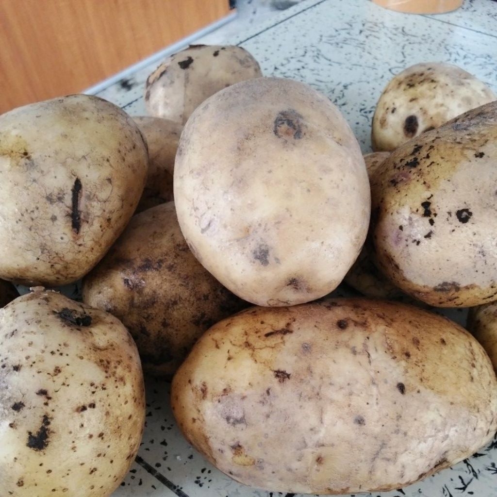 

Kentang Pilihan Ukuran Sedang 1KG