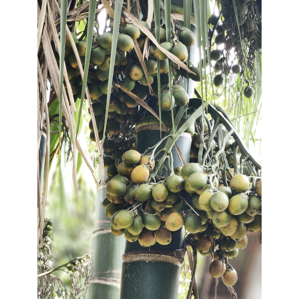 

Buah Pinang Sumatra Kualitas Terbaik