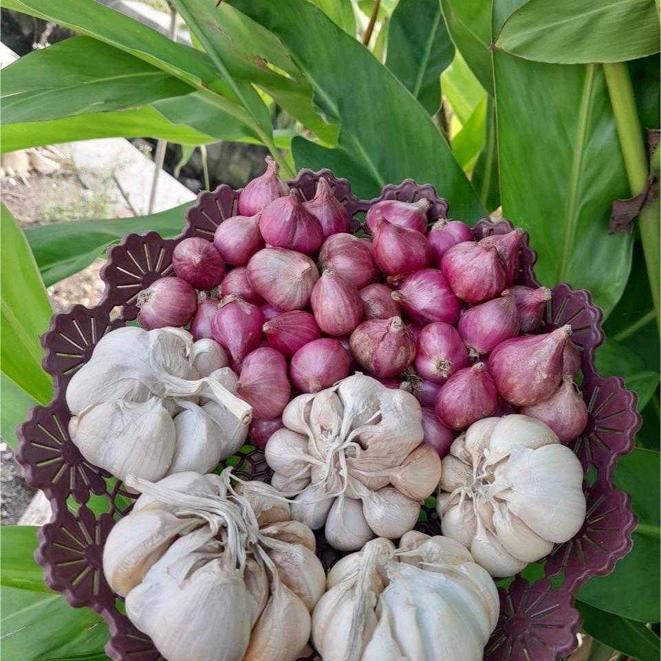 

BAWANG MERAH LOKAL NGANJUK SUPER BESAR 500 GRAM BAWANG PUTIH SICO 500 GRAM MIX